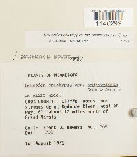 Leucodon brachypus var. andrewsianus image