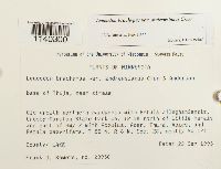 Leucodon brachypus var. andrewsianus image