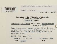 Leucodon brachypus var. andrewsianus image