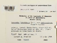 Leucodon brachypus var. andrewsianus image