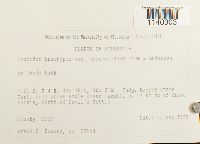 Leucodon brachypus var. andrewsianus image