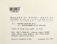 Leucodon brachypus var. andrewsianus image