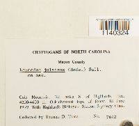 Thumbnail image of current specimen