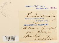 Leucodon brachypus var. andrewsianus image