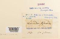 Leucodon brachypus var. andrewsianus image