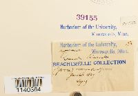 Leucodon brachypus var. andrewsianus image