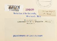 Leucodon brachypus var. andrewsianus image