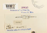 Leucodon brachypus var. andrewsianus image