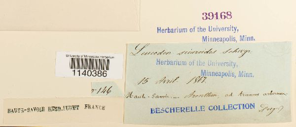 Leucodon brachypus var. andrewsianus image