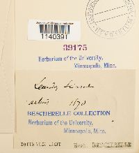 Leucodon brachypus var. andrewsianus image