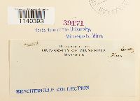 Leucodon brachypus var. andrewsianus image