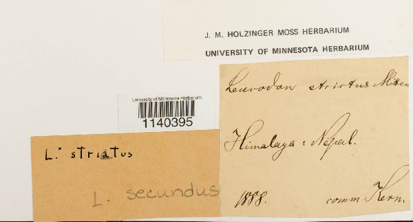 Leucodon secundus image