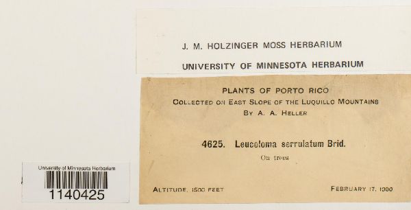 Leucoloma serrulatum image