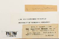 Leucoloma serrulatum image