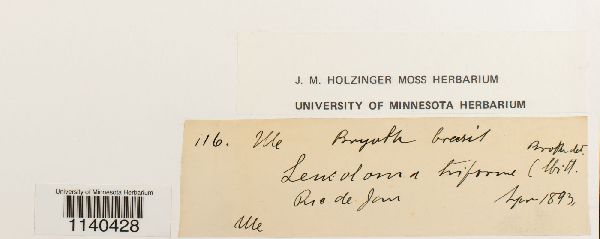 Leucoloma triforme image