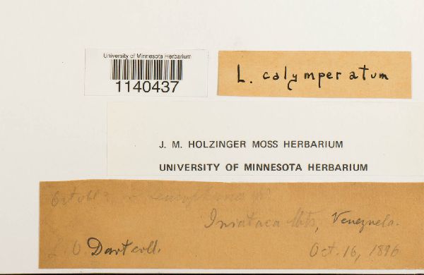 Leucophanes molleri image