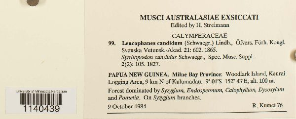 Leucophanes candidum image