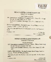 Leucophanes candidum image