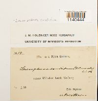 Leucophanes candidum image