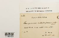 Leucophanes octoblepharioides image