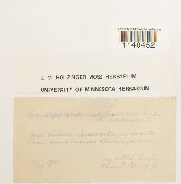 Media resource of Leucophanes subglaucescens