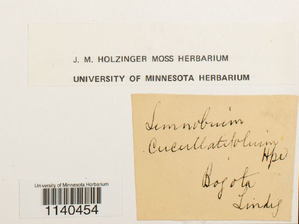 Limnobium cochleariifolium image