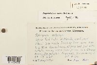 Sphagnum contortum image