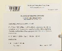 Media resource of Lindbergia brachyptera