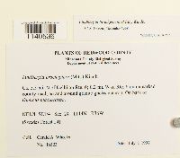 Lindbergia brachyptera image