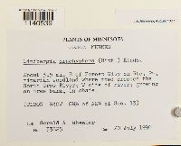 Lindbergia brachyptera image