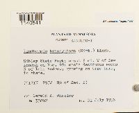 Lindbergia brachyptera image