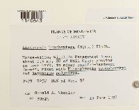 Lindbergia brachyptera image