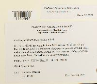 Lindbergia brachyptera image