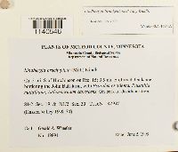 Lindbergia brachyptera image