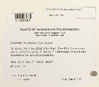 Lindbergia brachyptera image