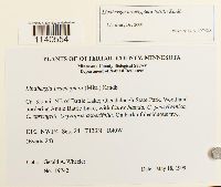 Lindbergia brachyptera image