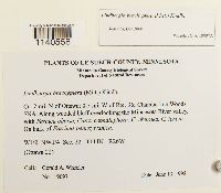 Lindbergia brachyptera image