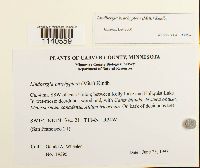 Lindbergia brachyptera image