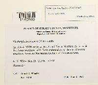 Lindbergia brachyptera image