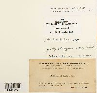 Lindbergia brachyptera image