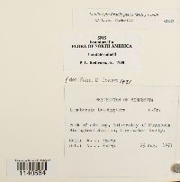 Lindbergia brachyptera image