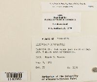 Lindbergia brachyptera image