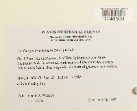 Lindbergia brachyptera image