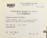 Lindbergia brachyptera image