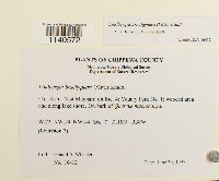 Lindbergia brachyptera image