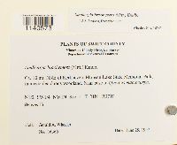 Lindbergia brachyptera image