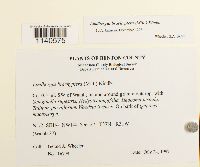 Lindbergia brachyptera image