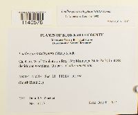 Lindbergia brachyptera image