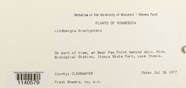 Lindbergia brachyptera image