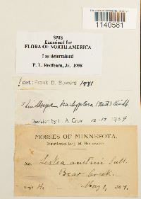 Lindbergia brachyptera image